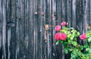 Alt, Blume, Detail, Dorf, Format Quer, Frankreich, Holz, Land, Loire-Tal, Rose, Struktureffekt, Tür, Wunderbar